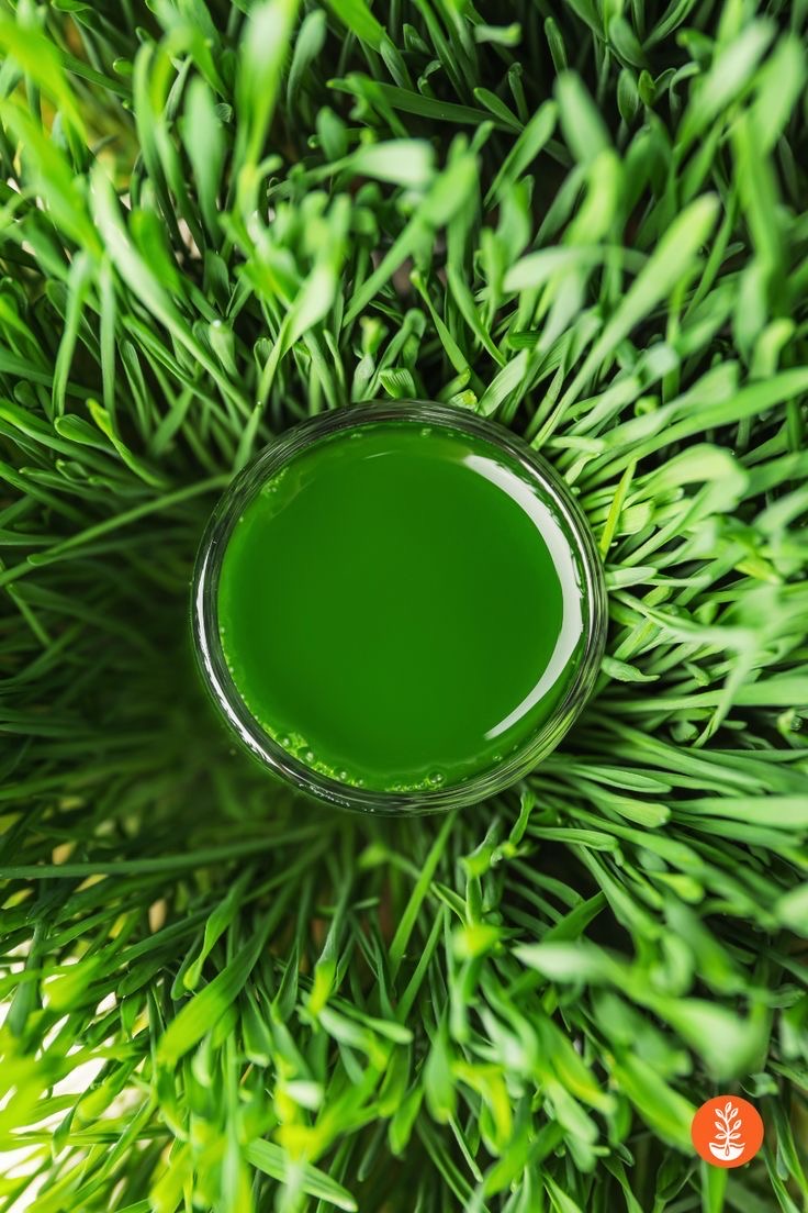 wheatgrass 2